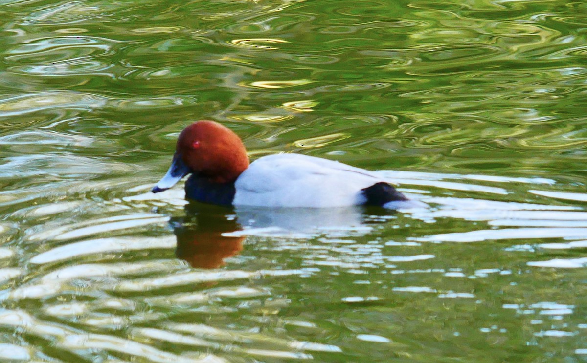 Common Pochard - ML645514512