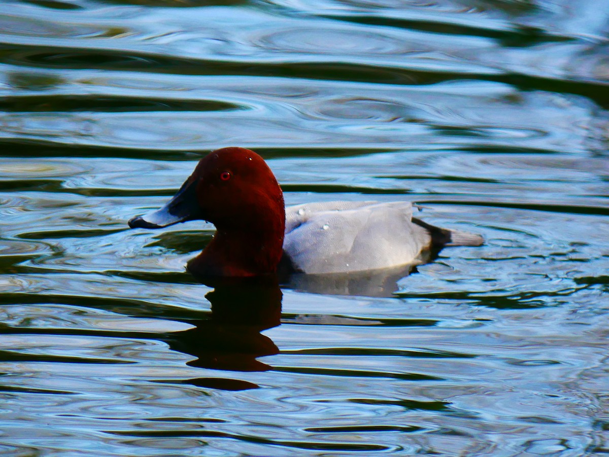 Common Pochard - ML645514513