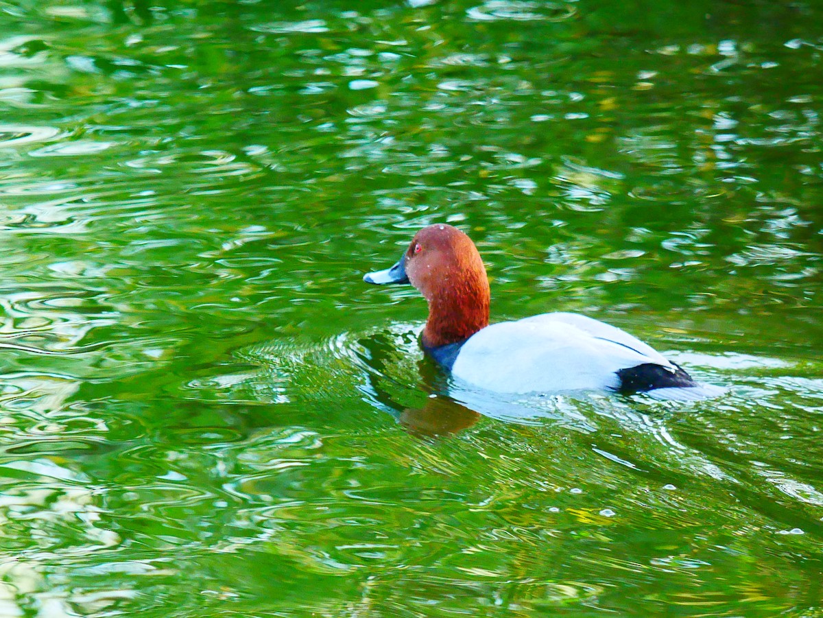 Common Pochard - ML645514514