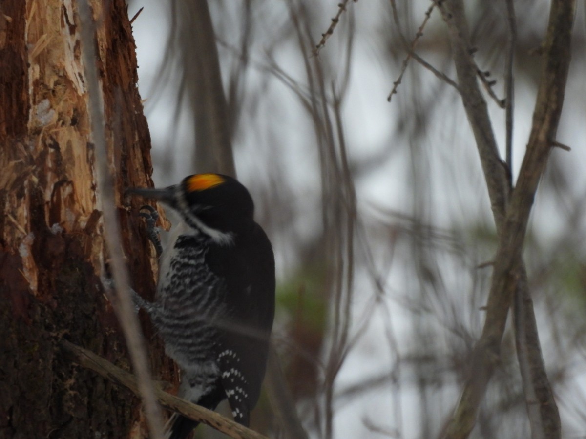 Kara Sırtlı Ağaçkakan - ML645514515