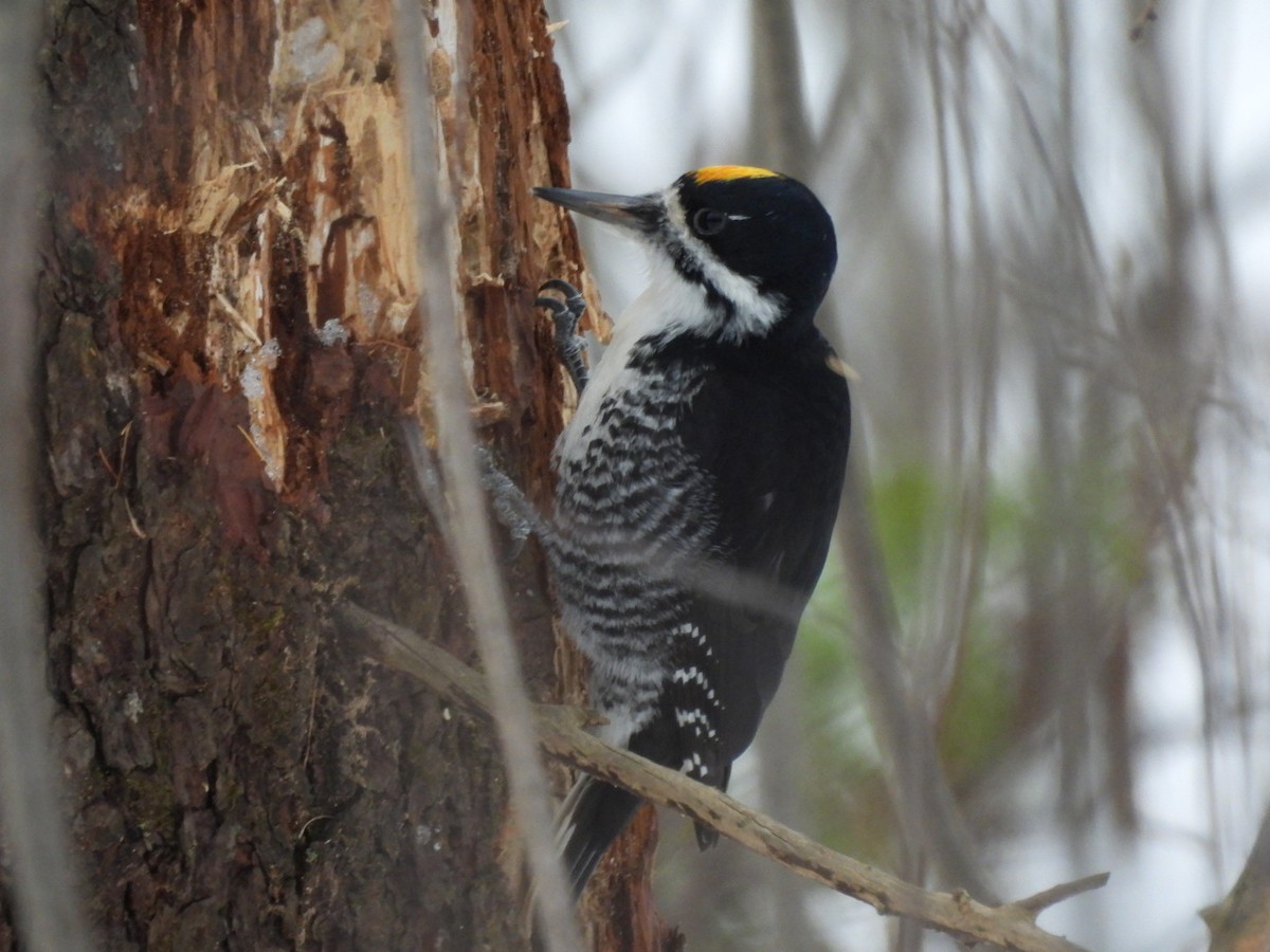 Kara Sırtlı Ağaçkakan - ML645514516