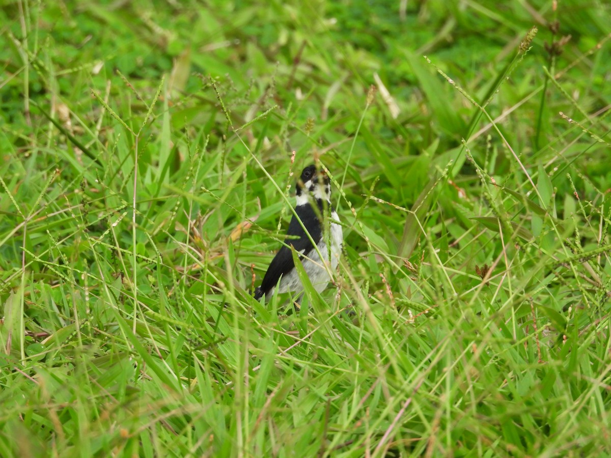 Variable Seedeater - ML645514522