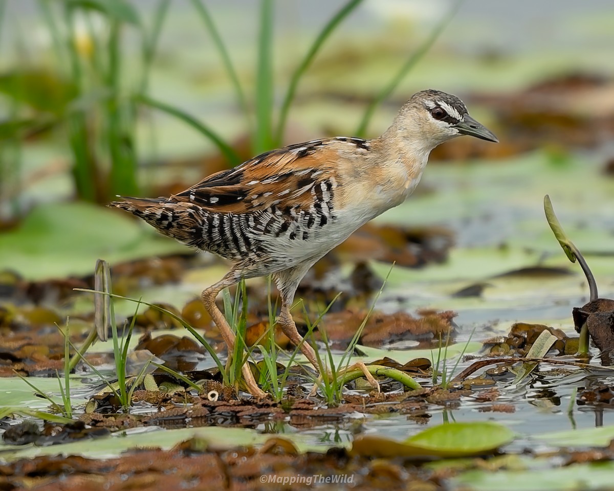Yellow-breasted Crake - ML645514545