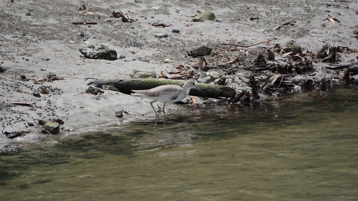 Willet - ML645514553