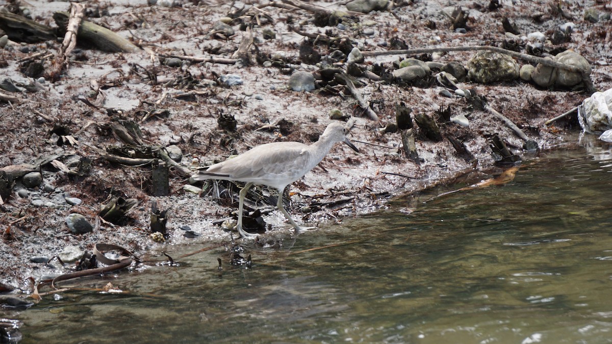 Willet - ML645514554