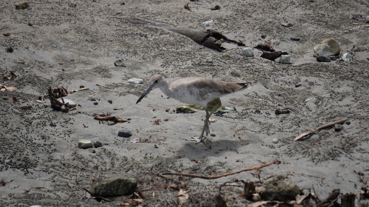 Willet - ML645514555