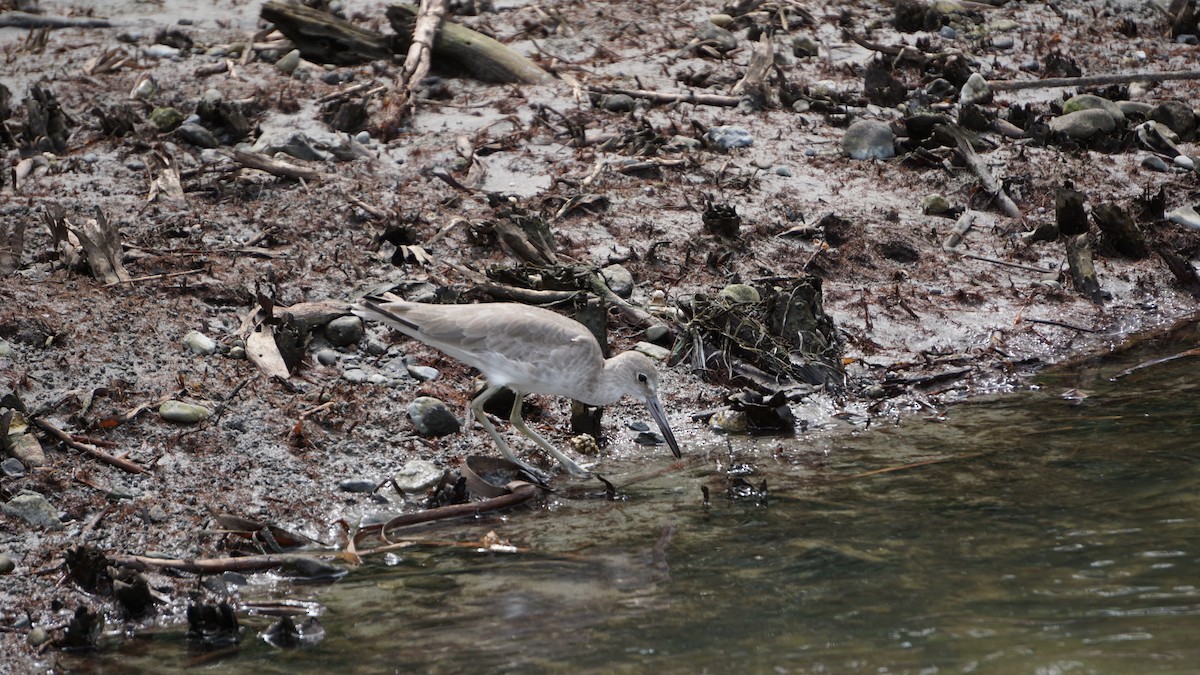 Willet - ML645514556