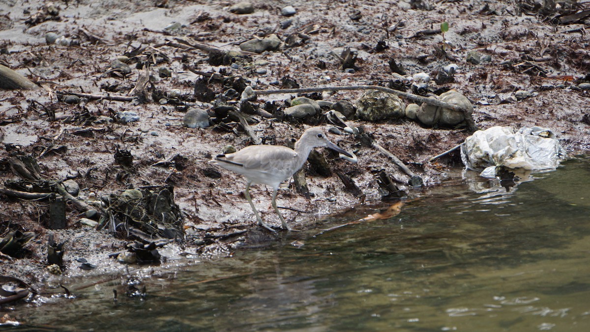 Willet - ML645514557