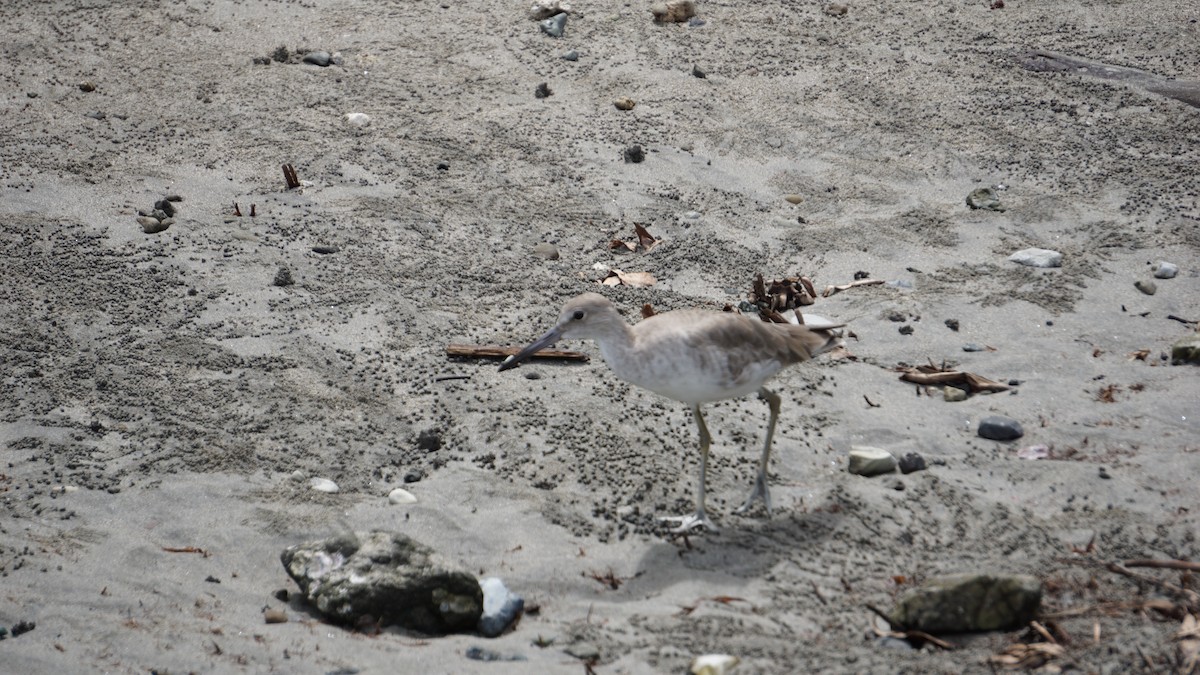 Willet - ML645514558