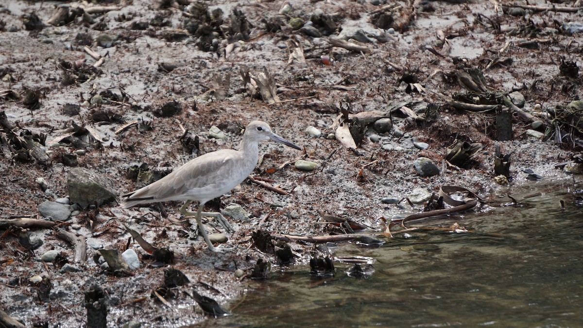 Willet - ML645514559