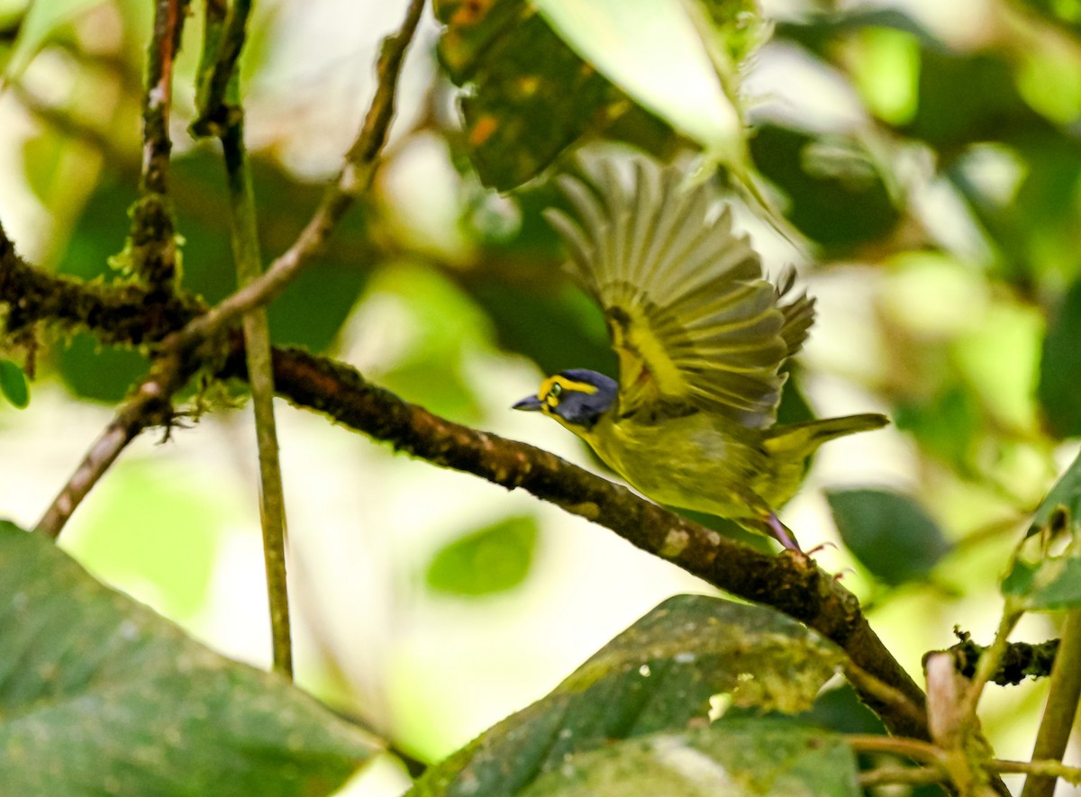 Slaty-capped Shrike-Vireo - ML645514563