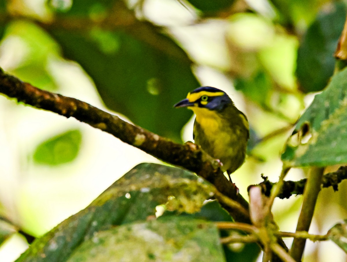 Slaty-capped Shrike-Vireo - ML645514564