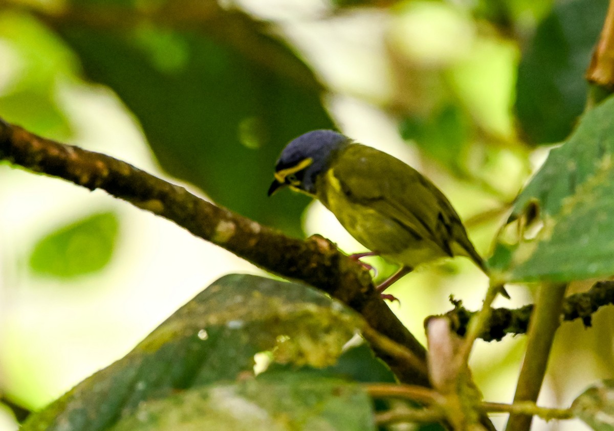 Slaty-capped Shrike-Vireo - ML645514565