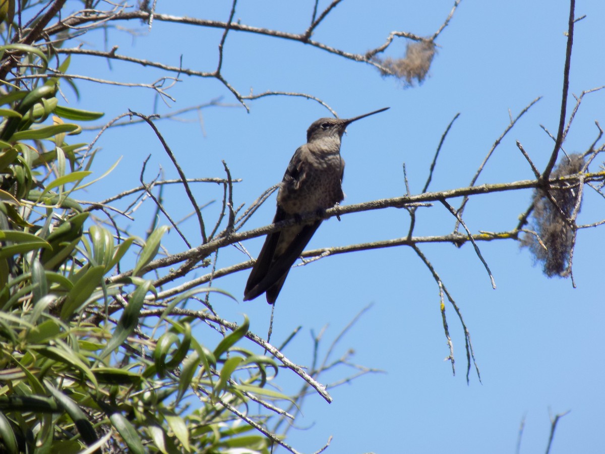 Giant Hummingbird - ML645514567