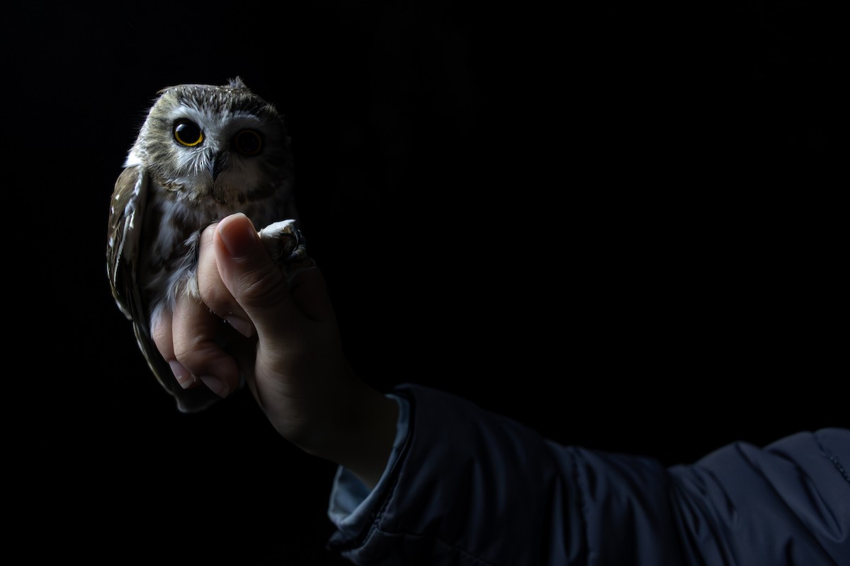 Northern Saw-whet Owl - ML645514572