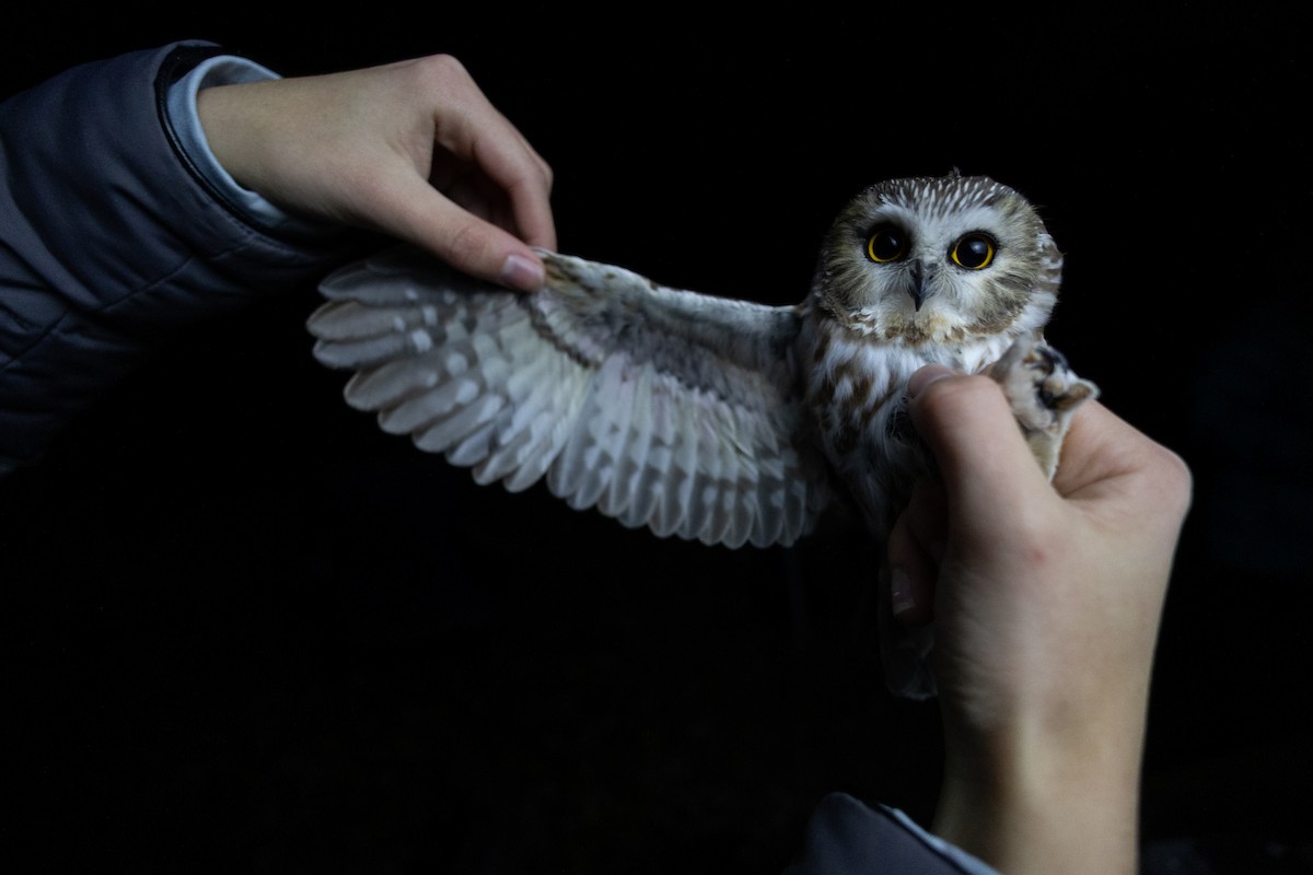 Northern Saw-whet Owl - ML645514573