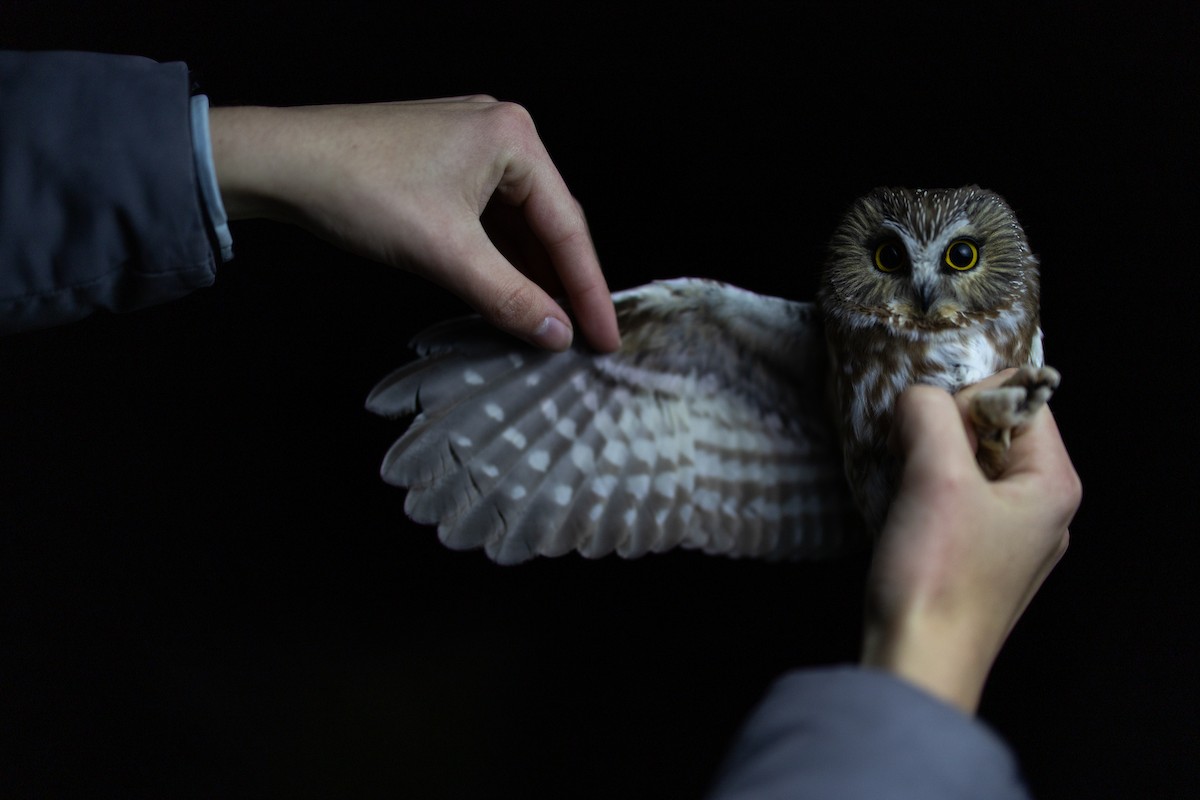 Northern Saw-whet Owl - ML645514574