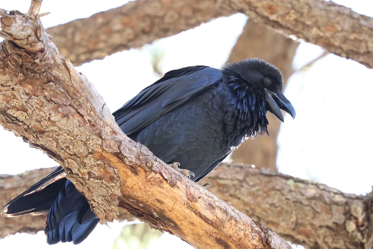 krkavec velký - ML645514585