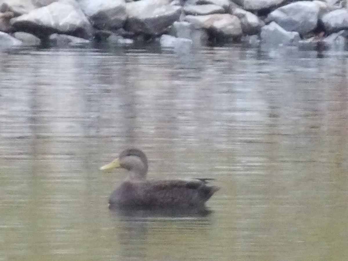 American Black Duck - ML645514587