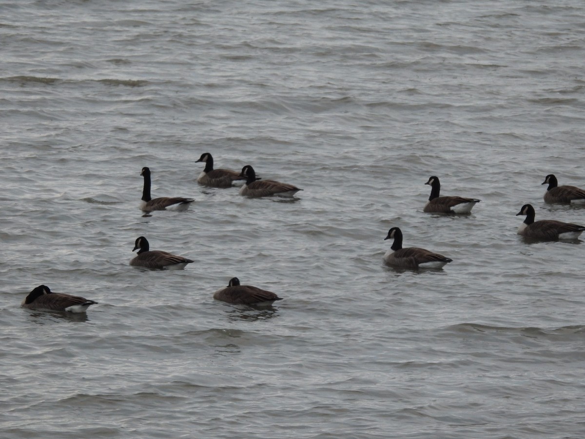 カナダガン - ML645514590