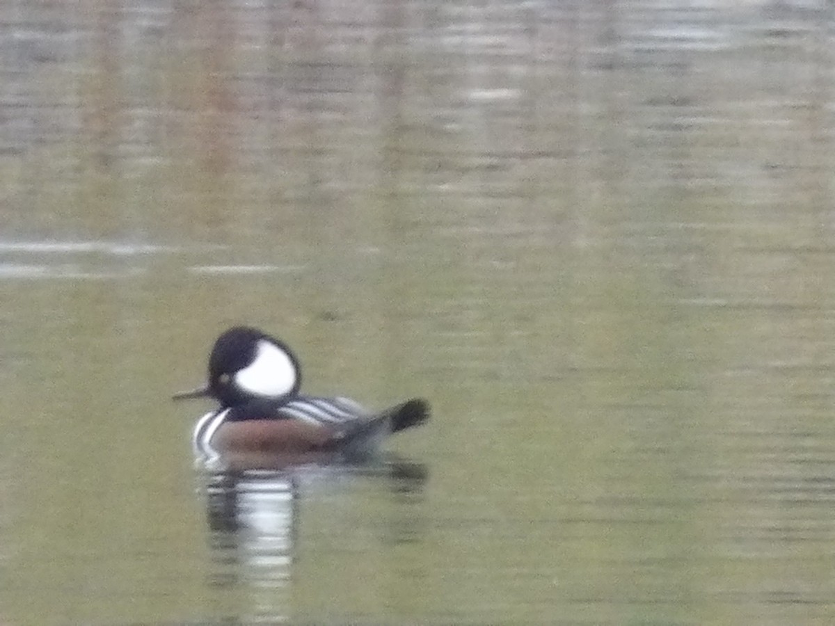 Hooded Merganser - ML645514600
