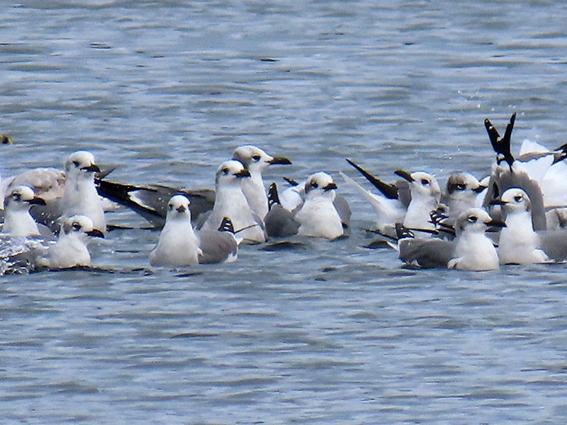 Gabbiano sghignazzante - ML645514601