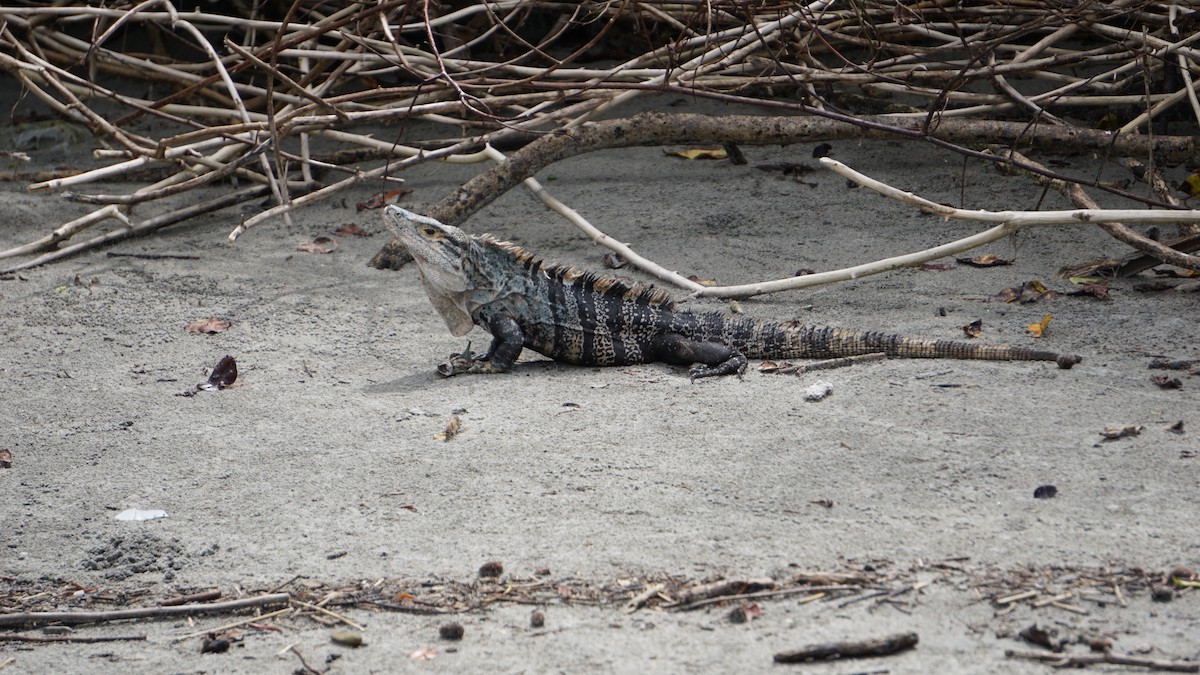 Animals - ML645514623