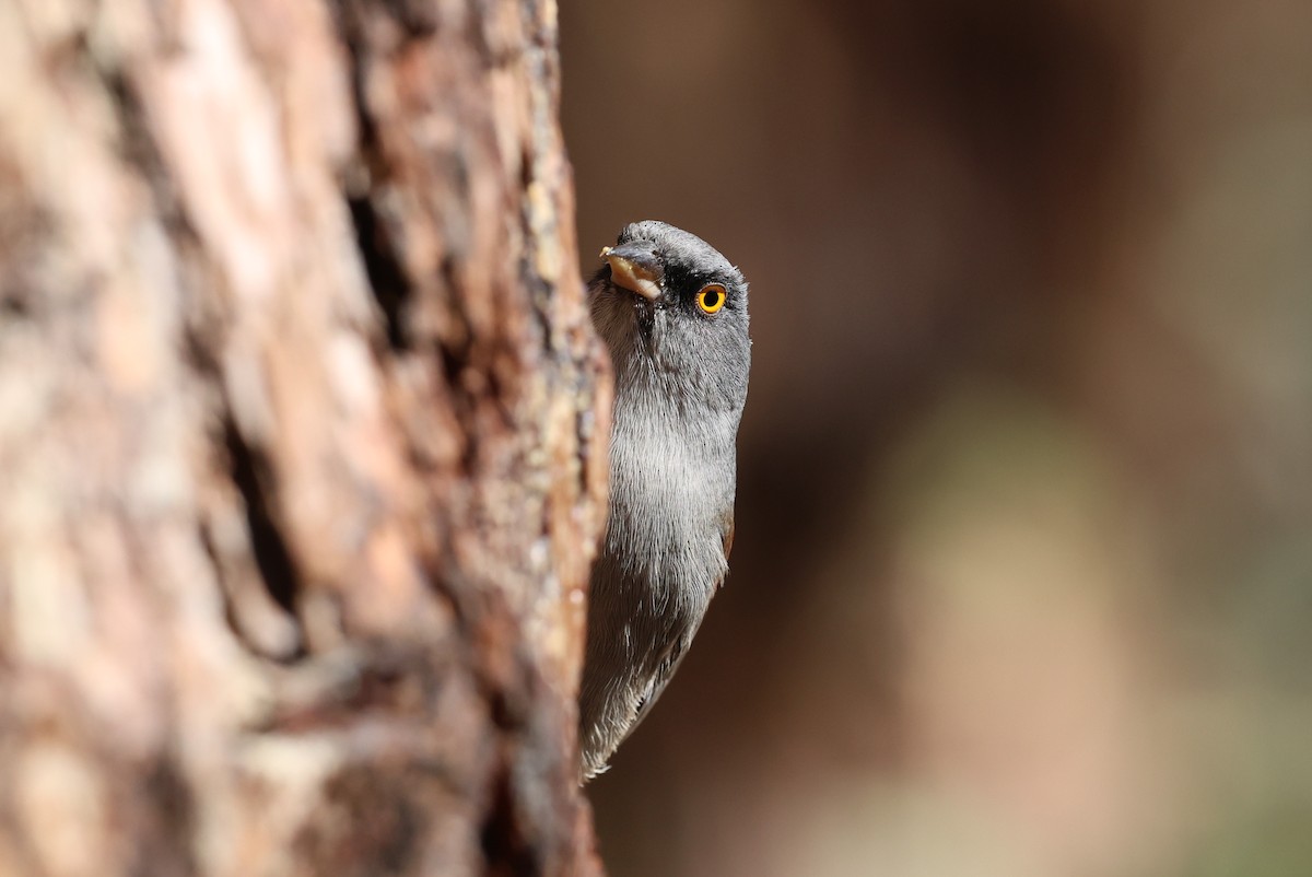 Yellow-eyed Junco - ML645514625