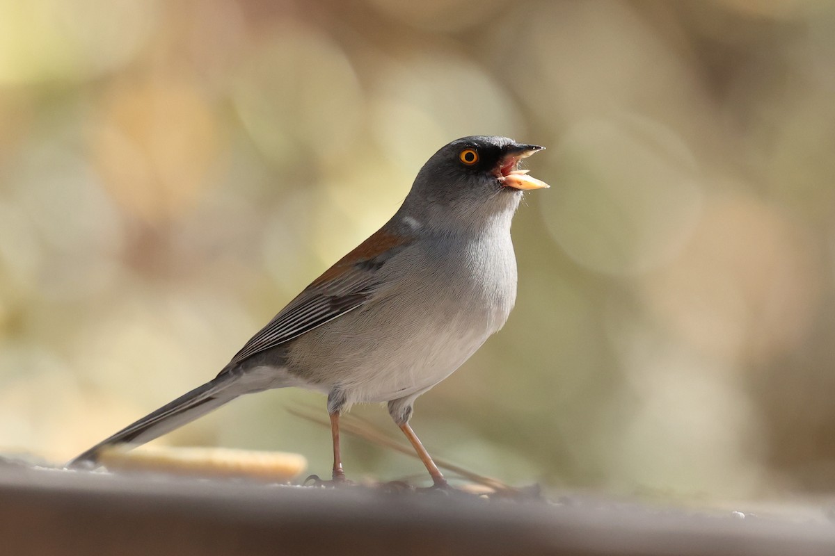Yellow-eyed Junco - ML645514626
