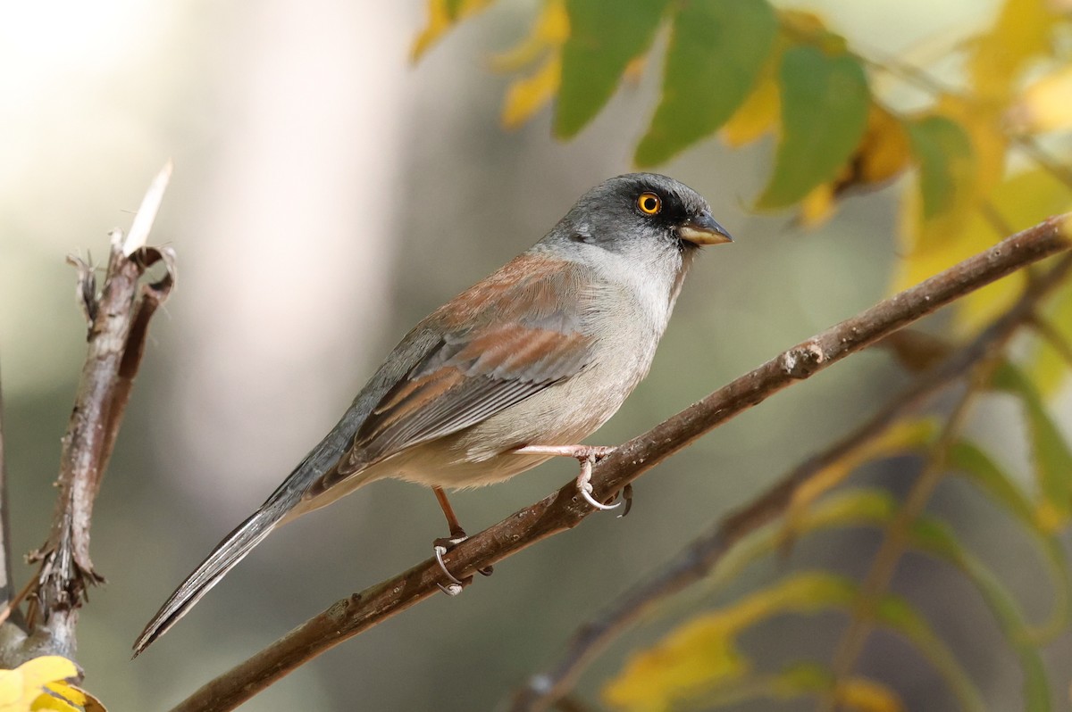 Yellow-eyed Junco - ML645514630