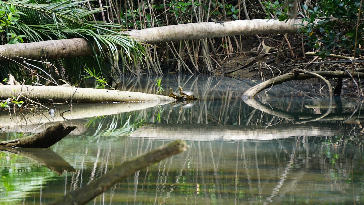 Animals - ML645514636