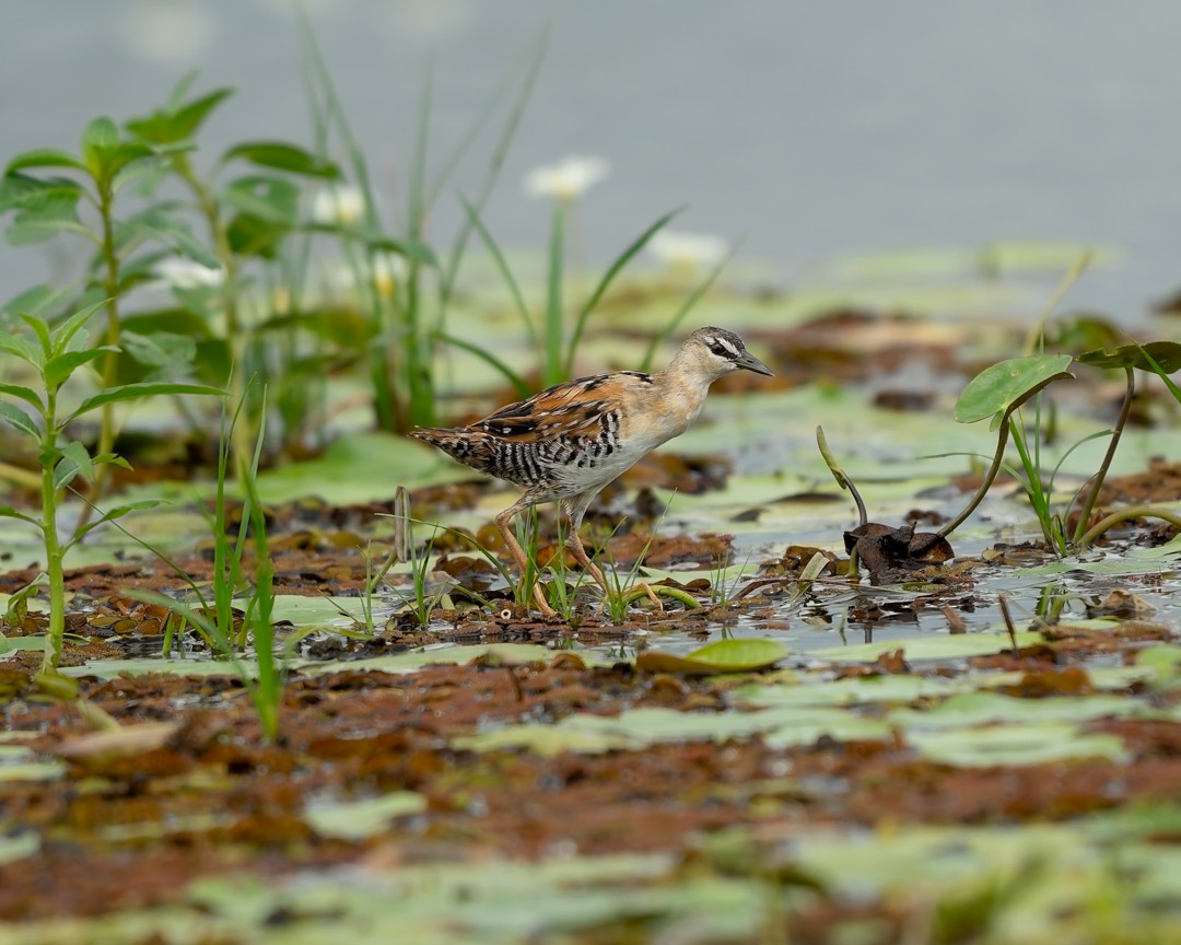 Yellow-breasted Crake - ML645514641