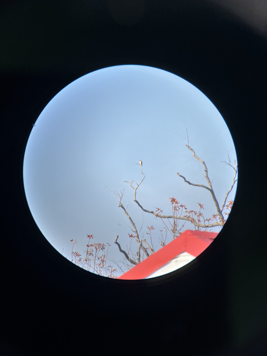 American Kestrel - ML645514660