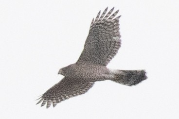 Cooper's Hawk - ML645514669