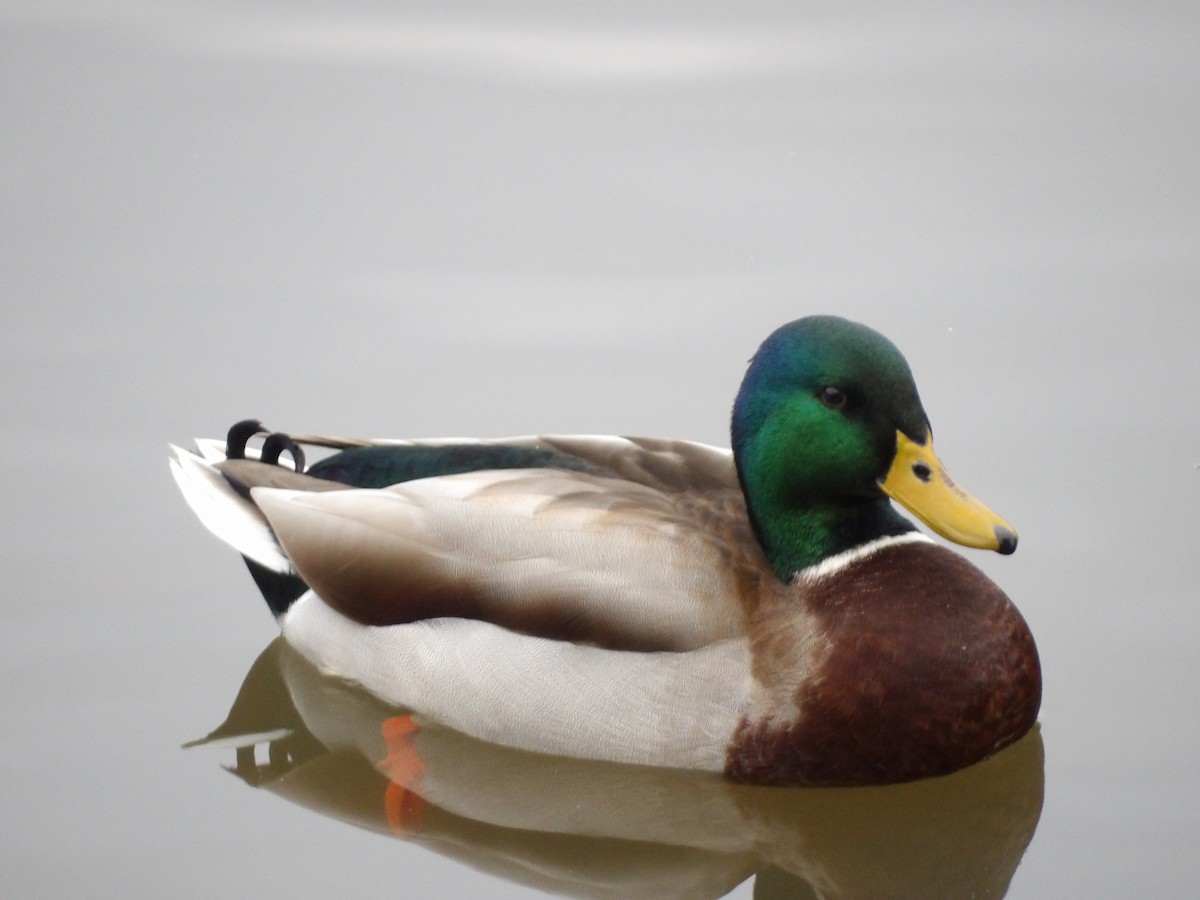 Mallard - ML645514670