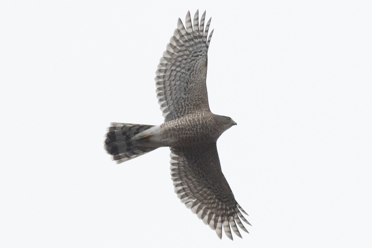 Cooper's Hawk - ML645514680
