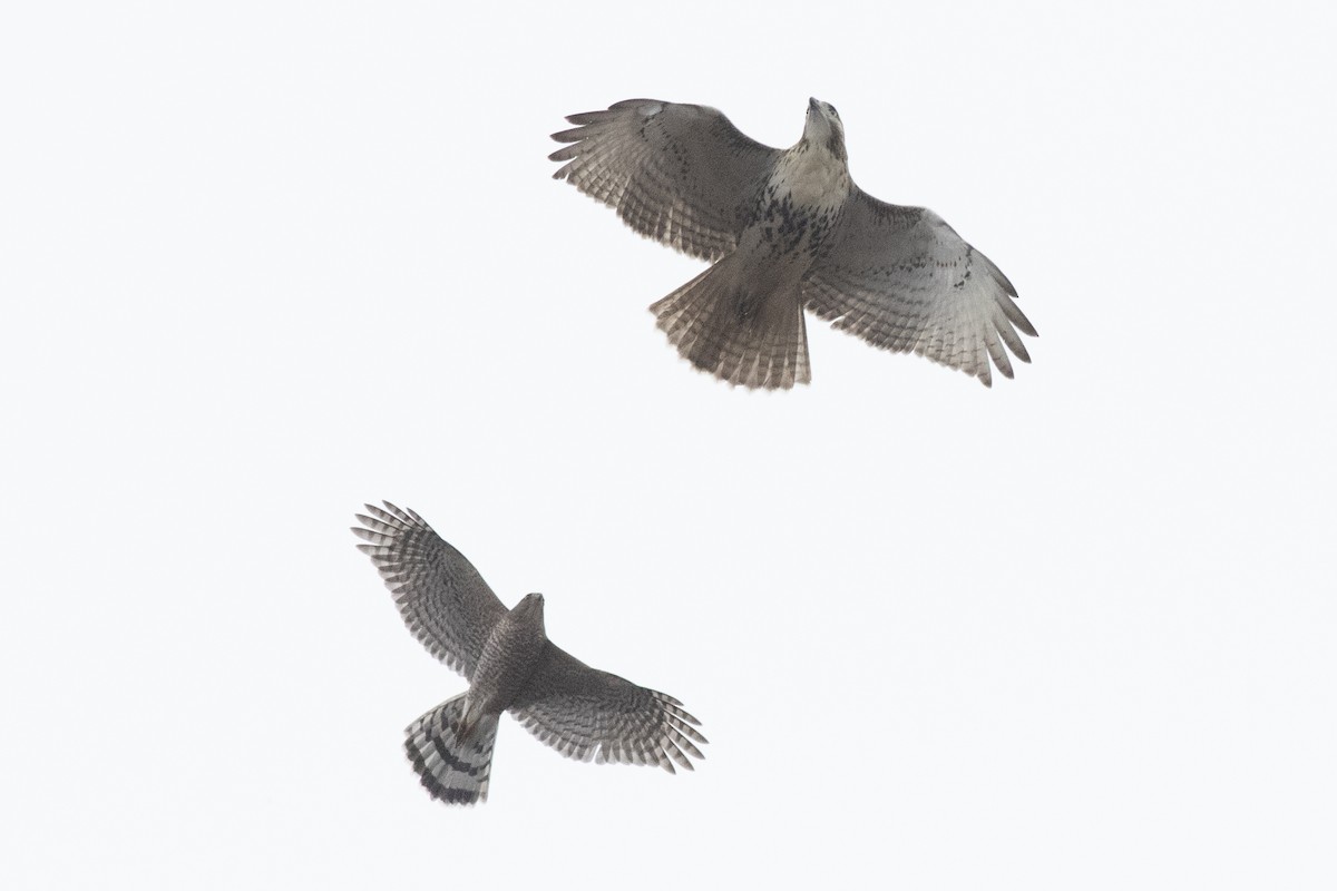 Cooper's Hawk - ML645514685