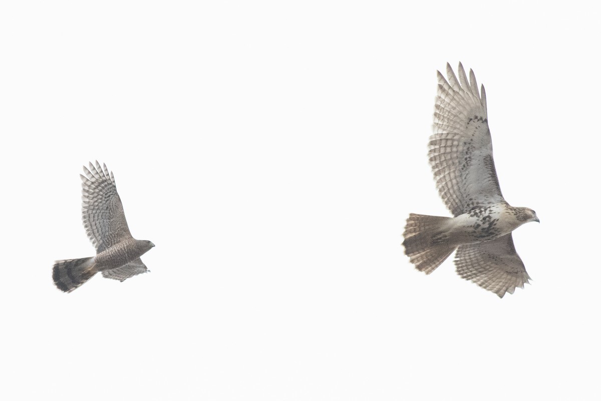 Cooper's Hawk - ML645514686