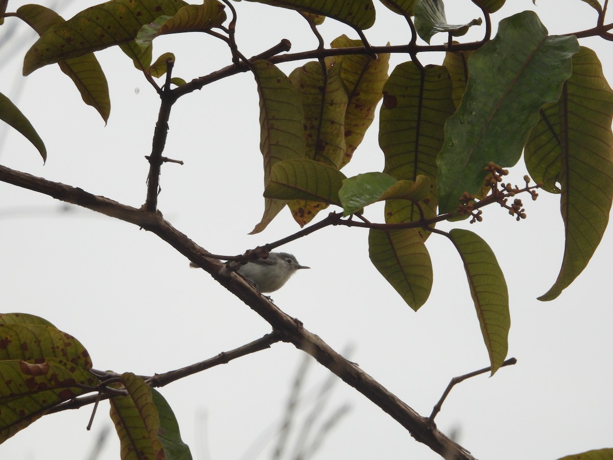 Ak Kaşlı Tropikal Bitkuşu - ML645514716