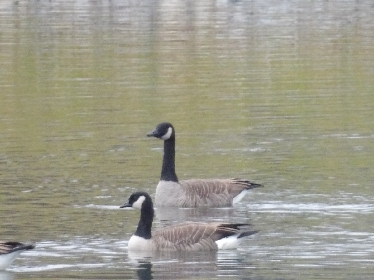 小加拿大雁 - ML645514718