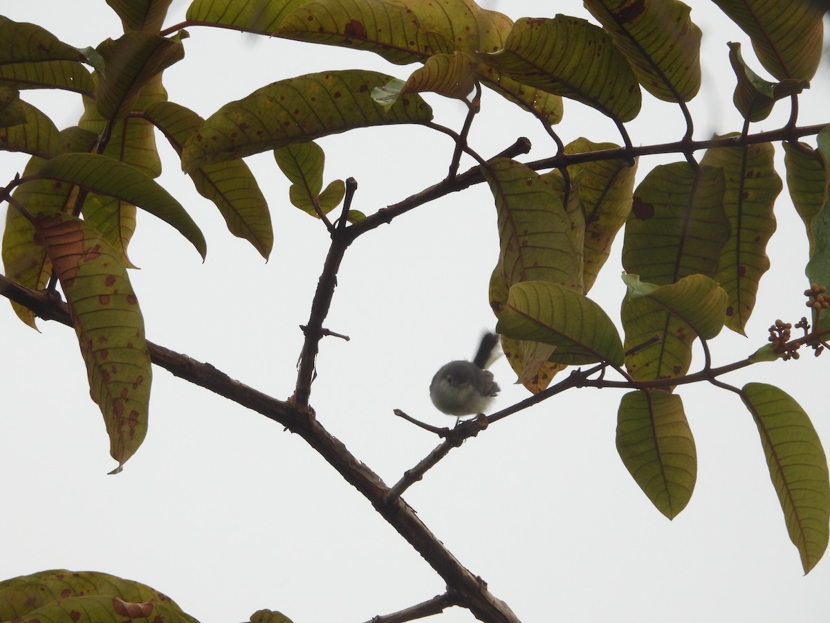 Ak Kaşlı Tropikal Bitkuşu - ML645514720