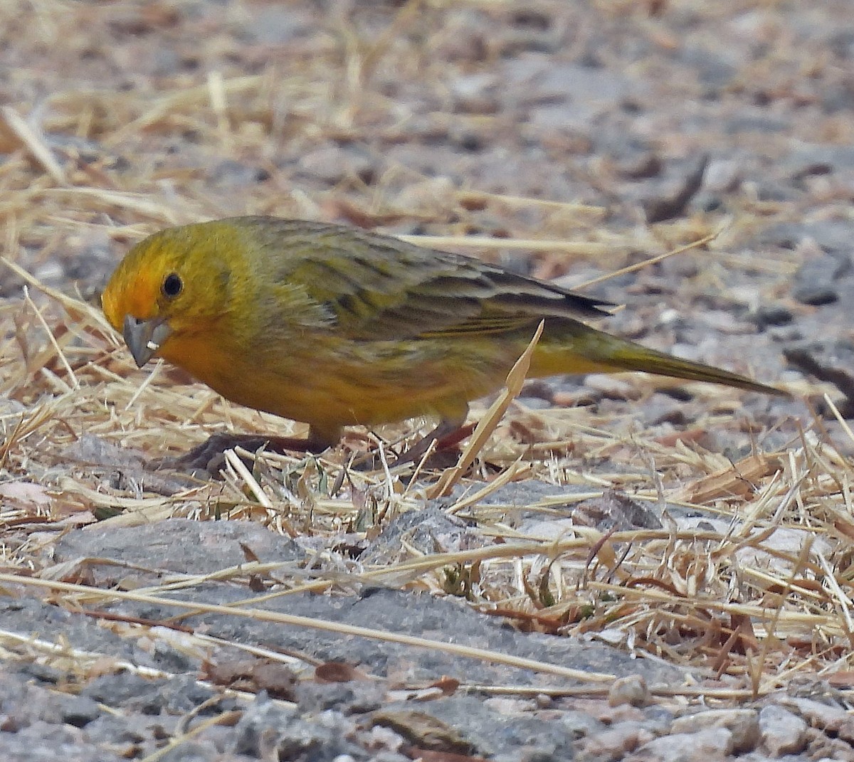 Saffron Finch - ML645514762
