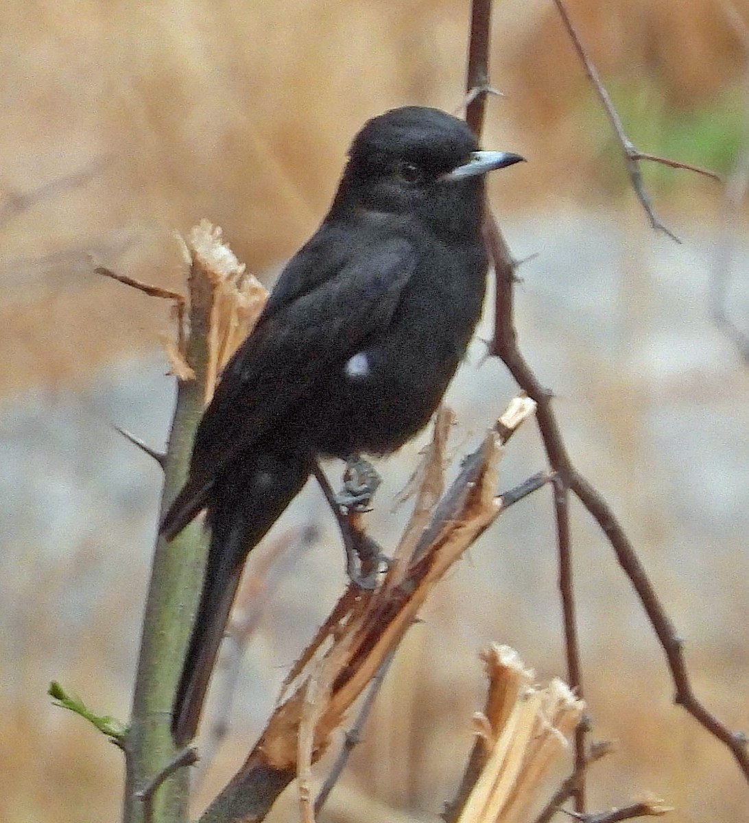 White-winged Black-Tyrant - ML645514783