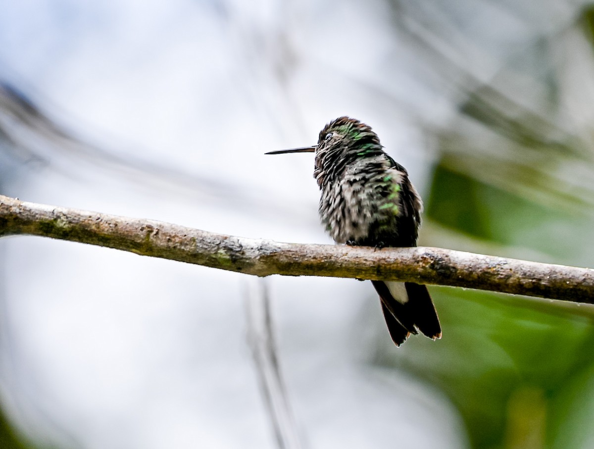 Tooth-billed Hummingbird - ML645514784
