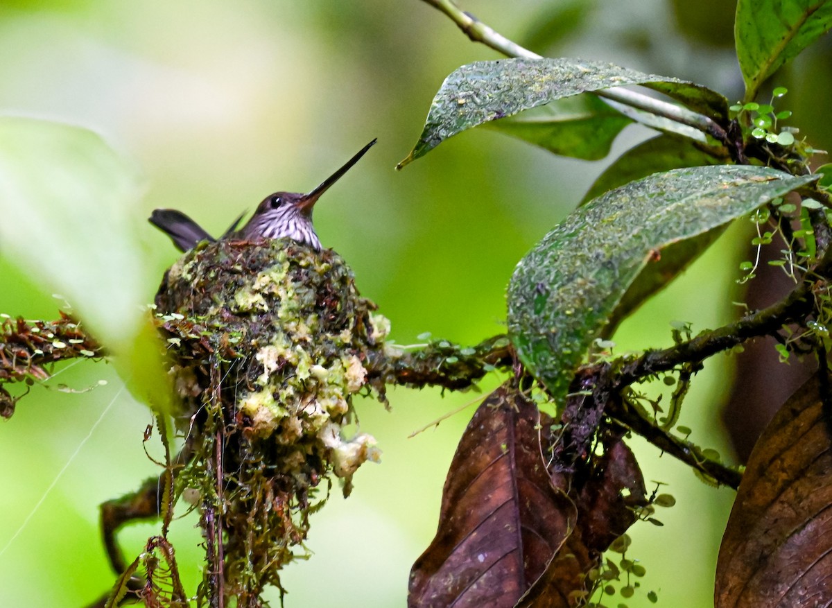 Tooth-billed Hummingbird - ML645514785