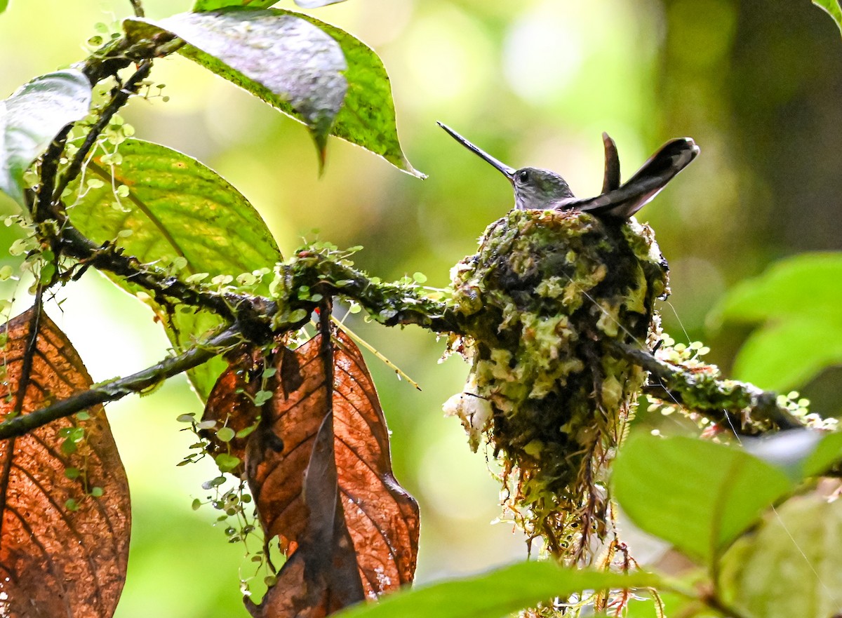 Tooth-billed Hummingbird - ML645514786