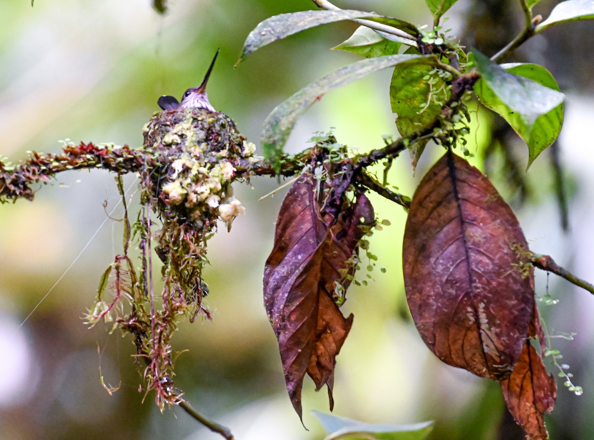 Tooth-billed Hummingbird - ML645514787