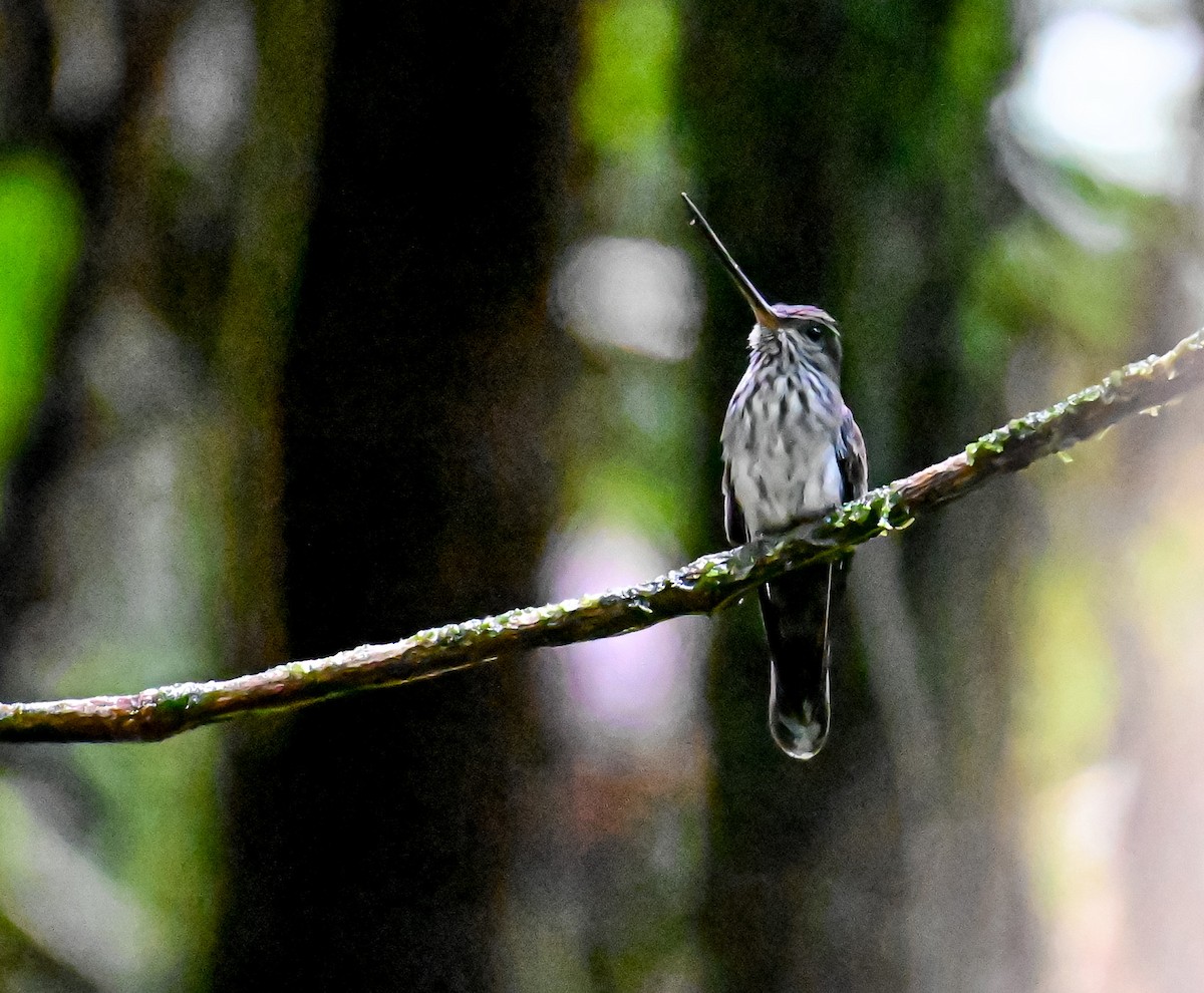 Tooth-billed Hummingbird - ML645514789