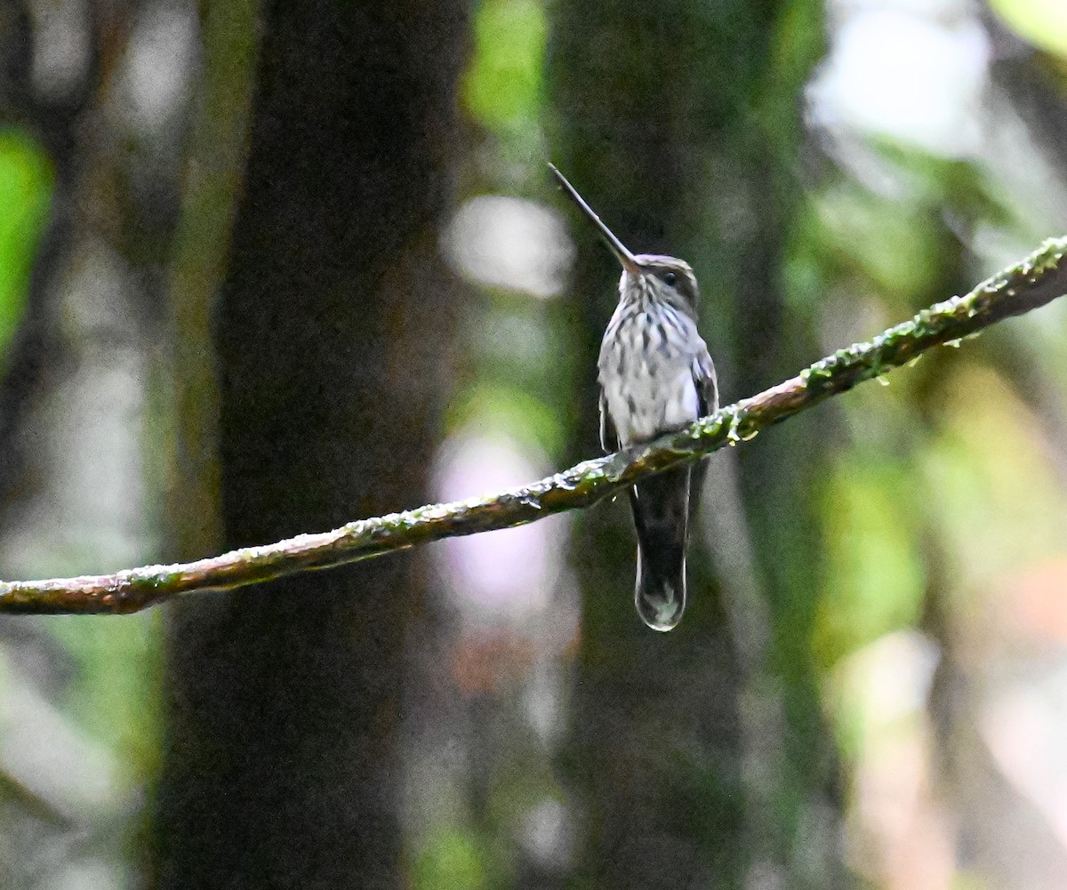 Tooth-billed Hummingbird - ML645514790