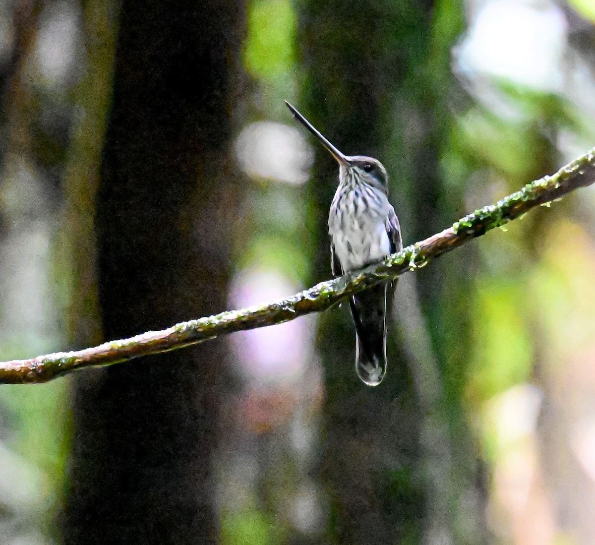 Tooth-billed Hummingbird - ML645514791